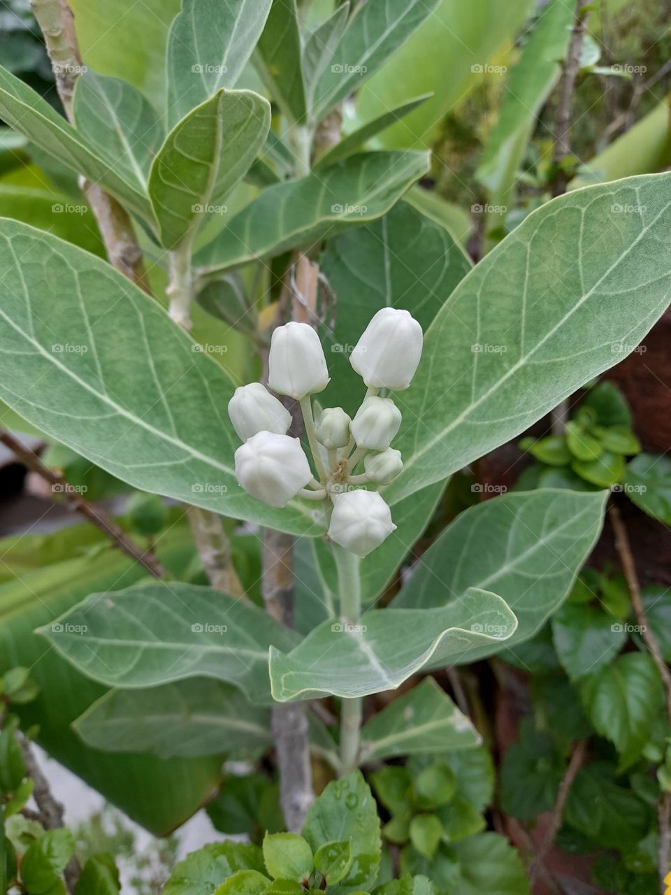Buds of calotropis plant ready to open as flower.