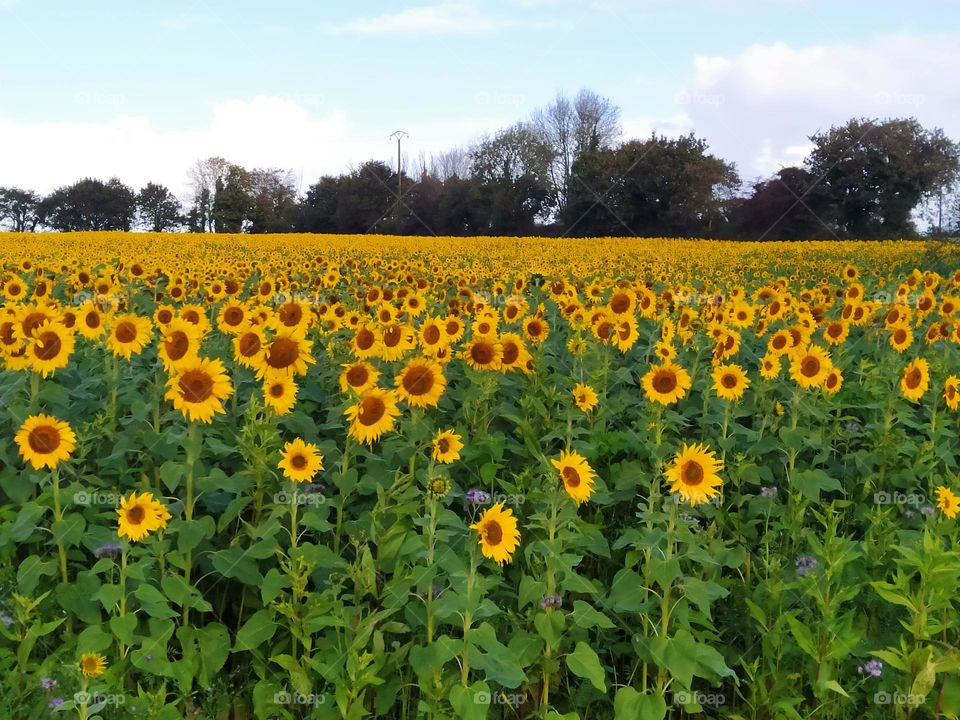 this field of sunflowers has the same colors as a ground covered with leaves in autumn