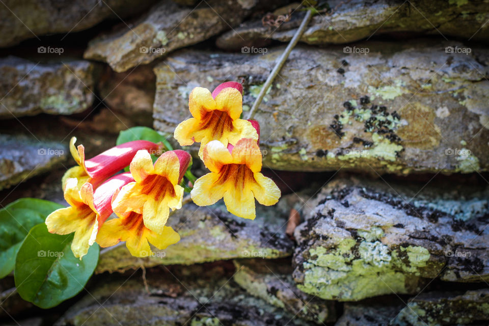 Rock flowers