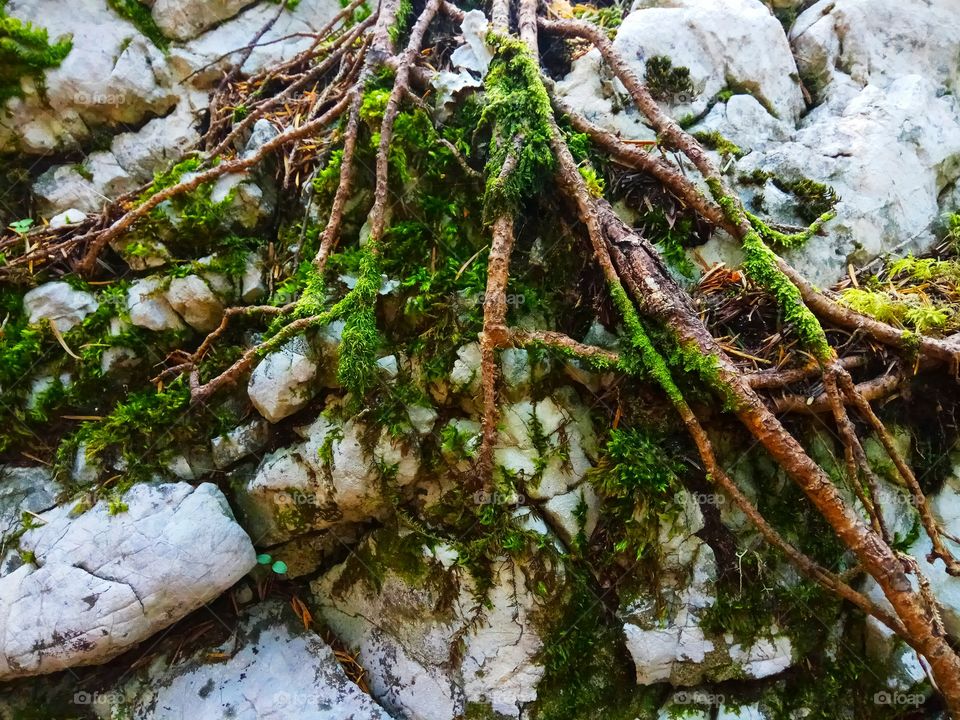 green moss on stones