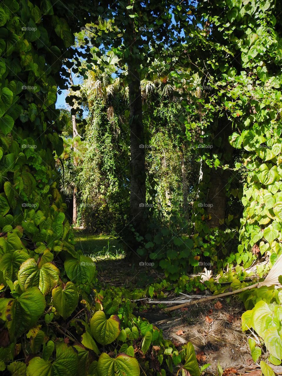 Blessed forest in Florida with an amazing look like it is a dwelling place that our Father in the heavens created! Tropical plants and trees in central eastern Florida.