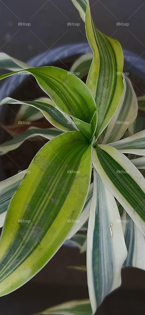 Planting plant