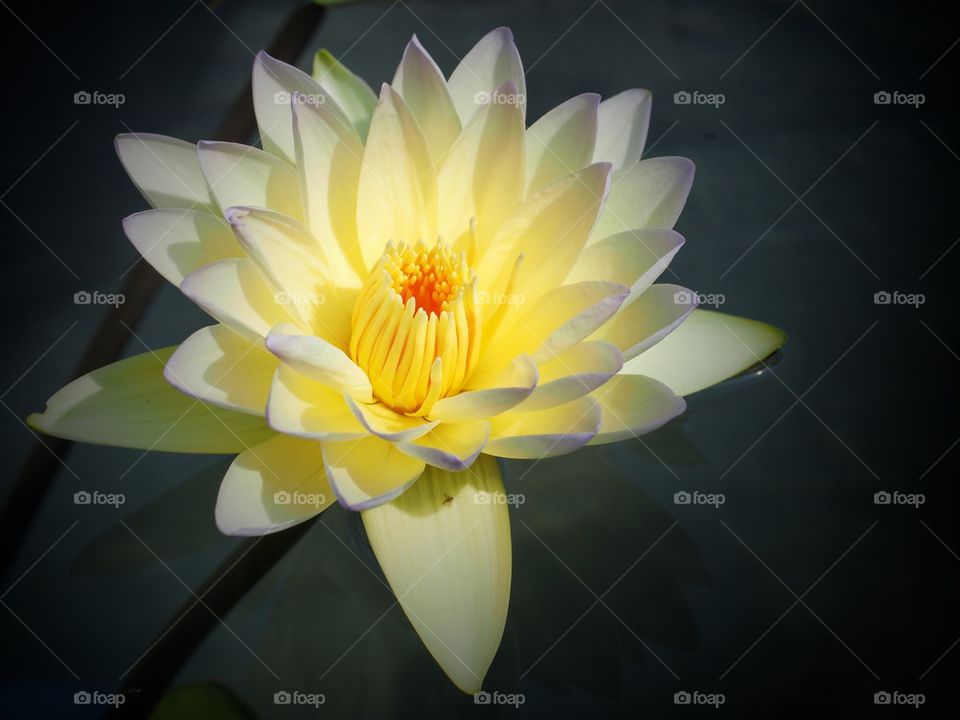 Waterlily