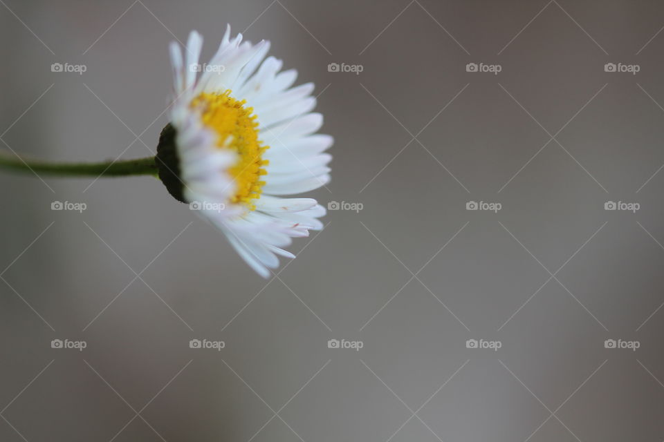 Studio shot of flower