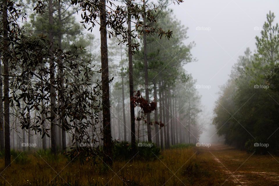 Foggy fall 