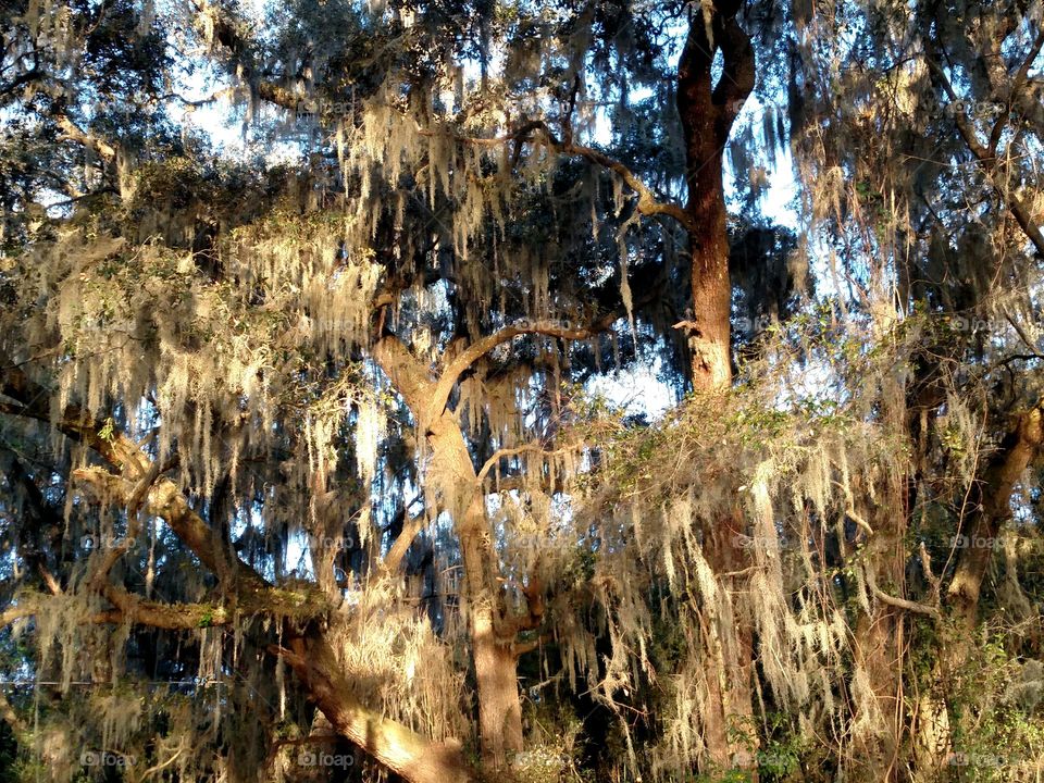 Oak tree covered with moss