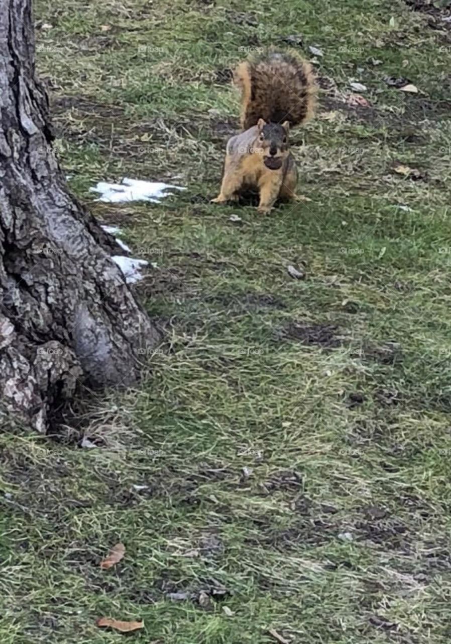 Squirrel collecting nuts