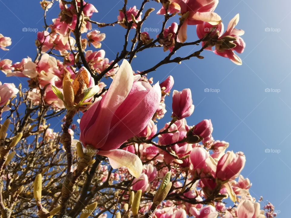 Magnolia tree in blossom
