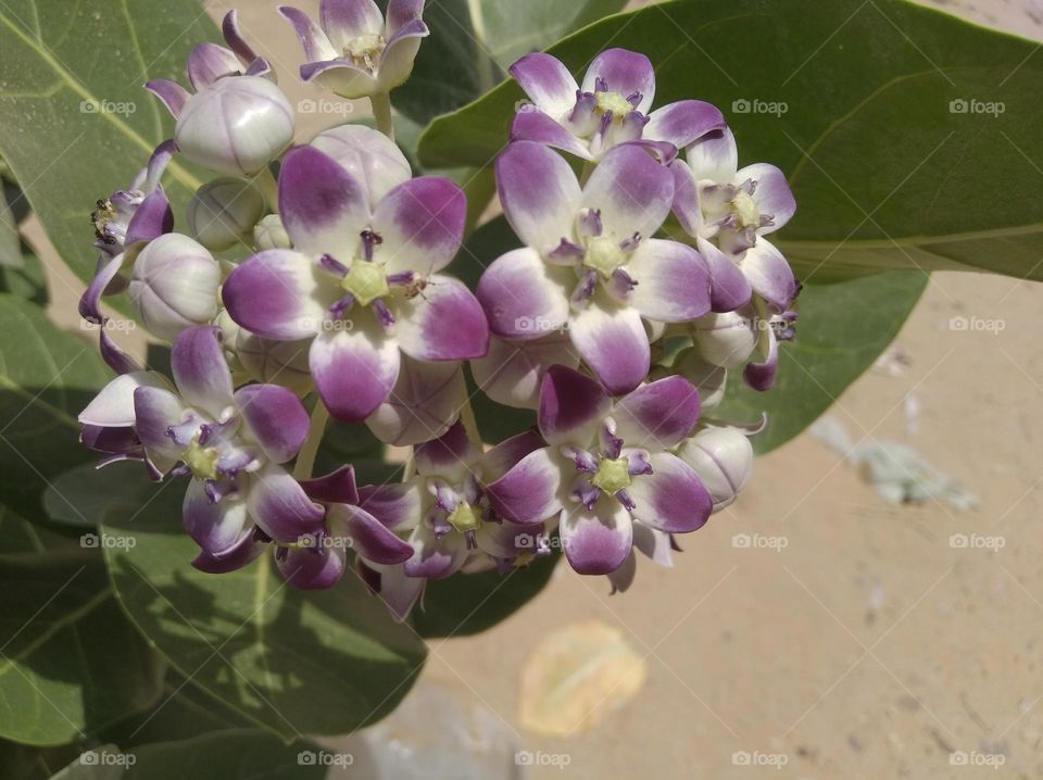 calotropis procera madar akkara flower white nd purple colour looks very beautiful generally found everywhere