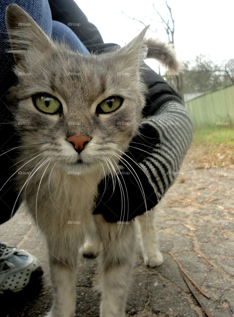 cat and hand female