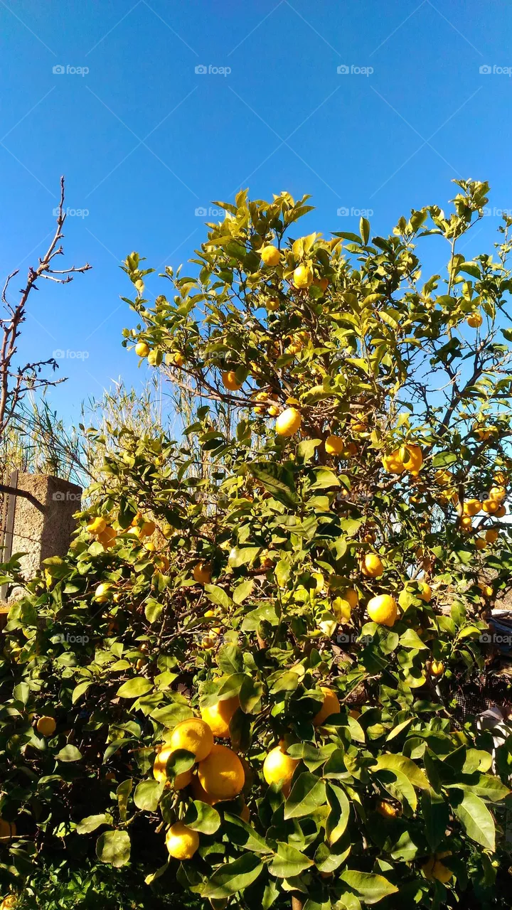 A sun-kissed lemon tree full of leaves and fruit on the Italian island of Ischia