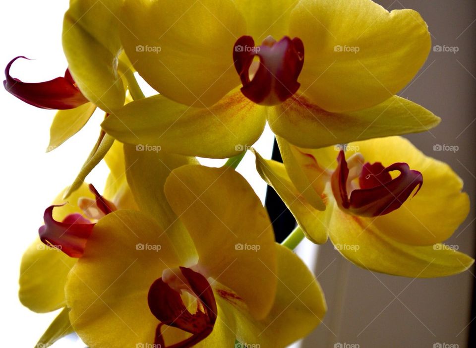 Yellow orchids