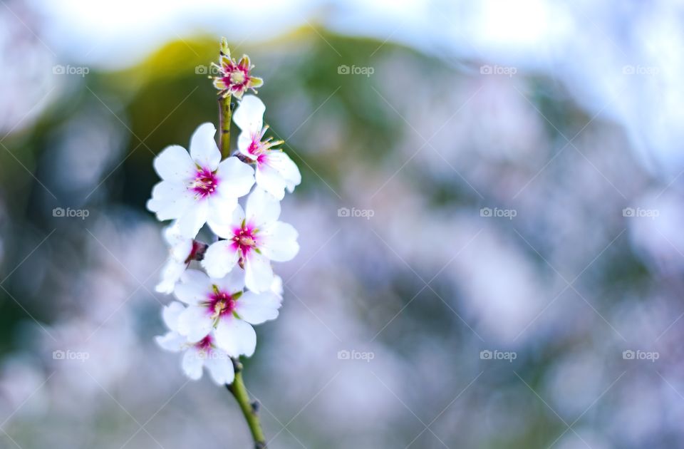 Pretty white flowers almond tree