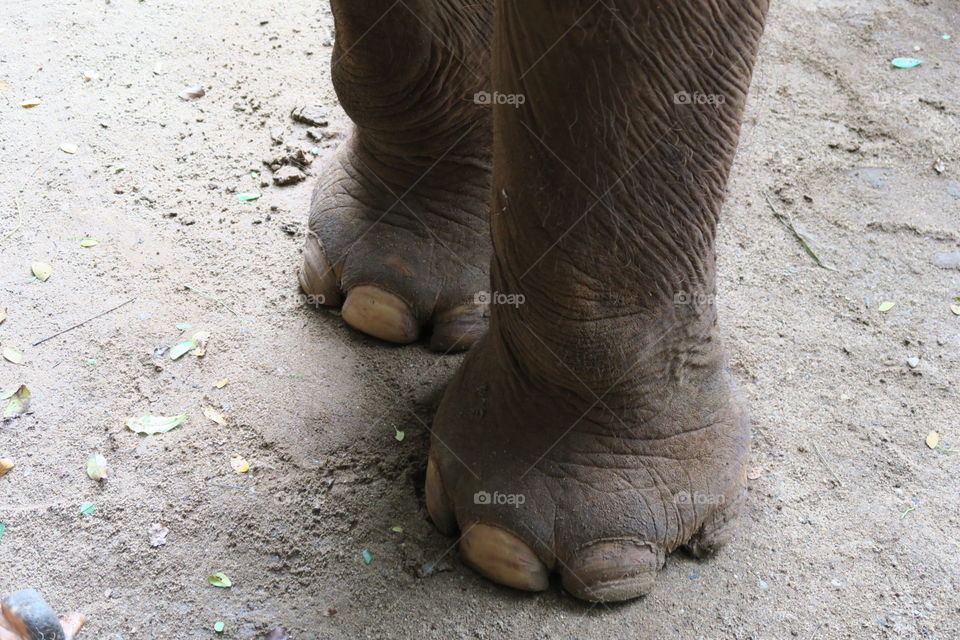 Elephant feet. 