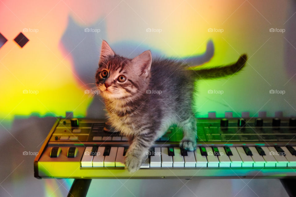 Cats on Synths 