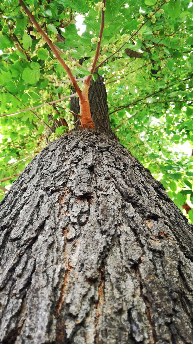 Tree trunk