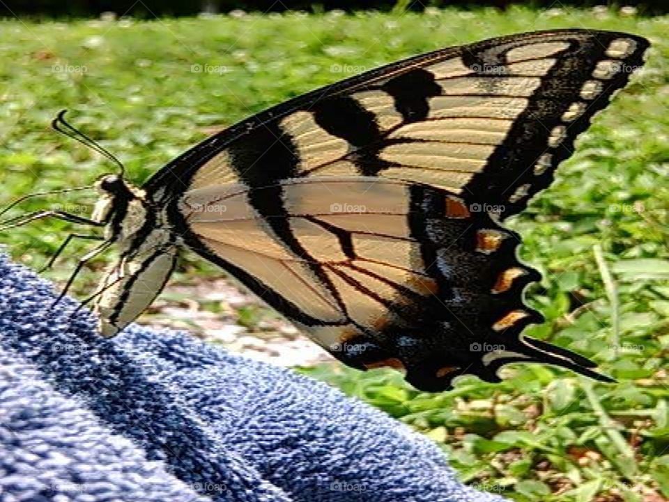 Every summer  this kind of butterfly visits me.  #photoop