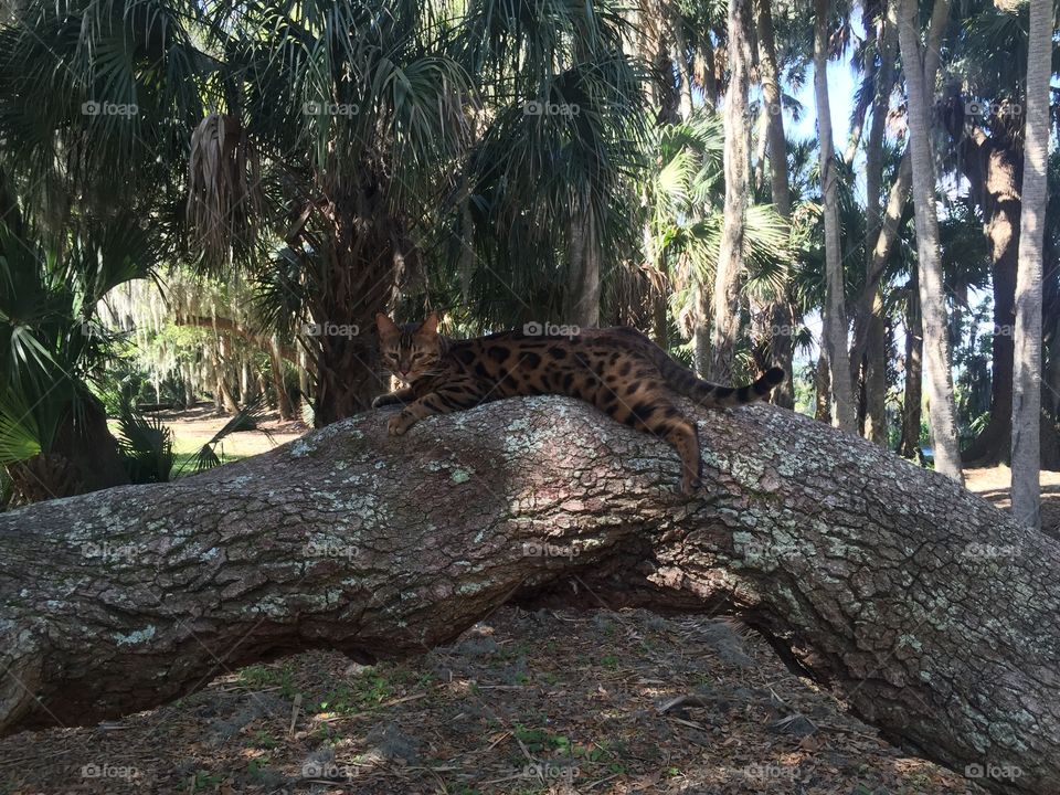 Bengal cat lounging in a tree. 