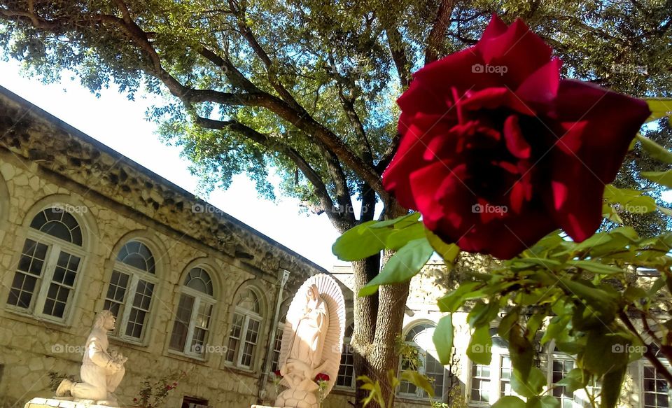 Red rose in front of old courtyard with religious statues at sundown