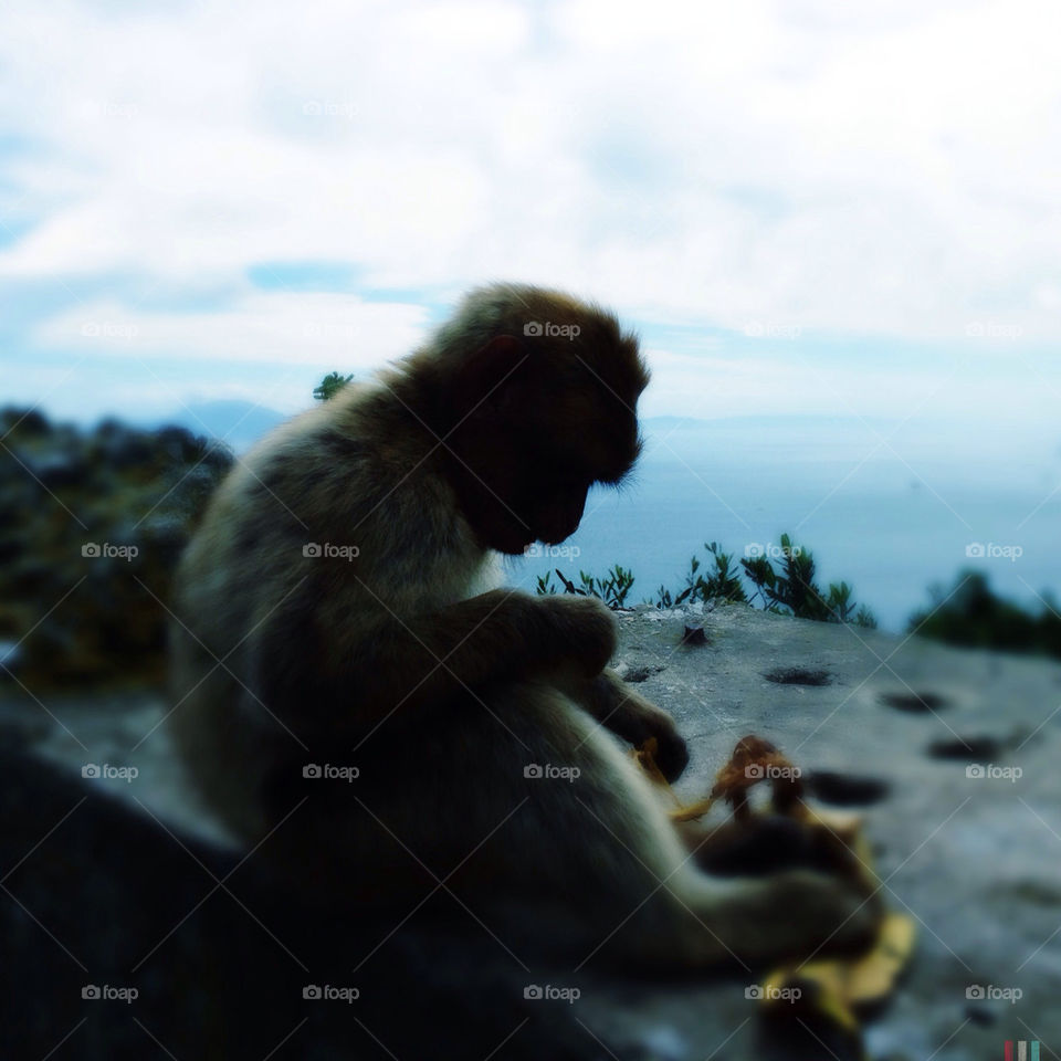 Barbary macaque of Gibraltar