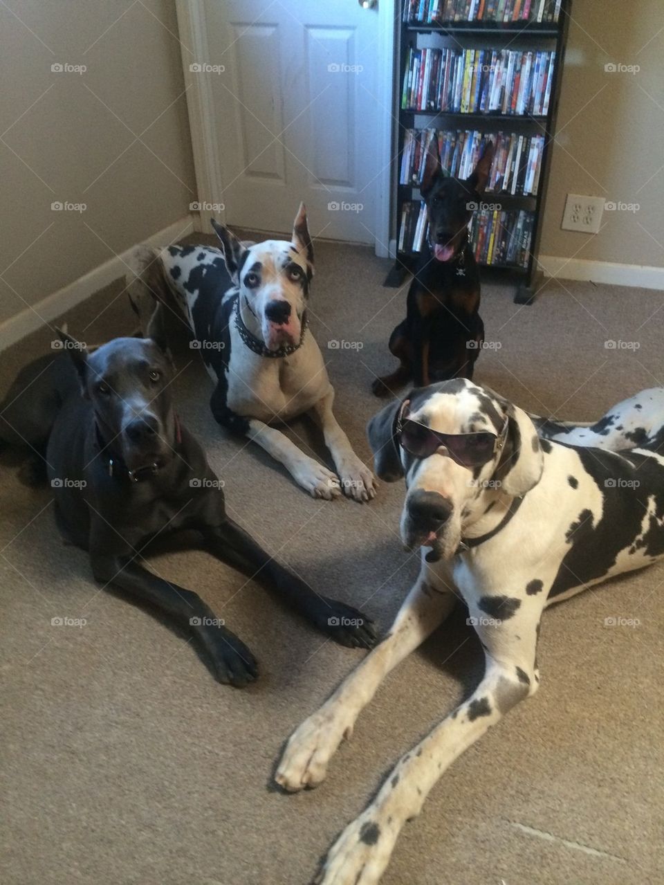 The dobie and Dane pack