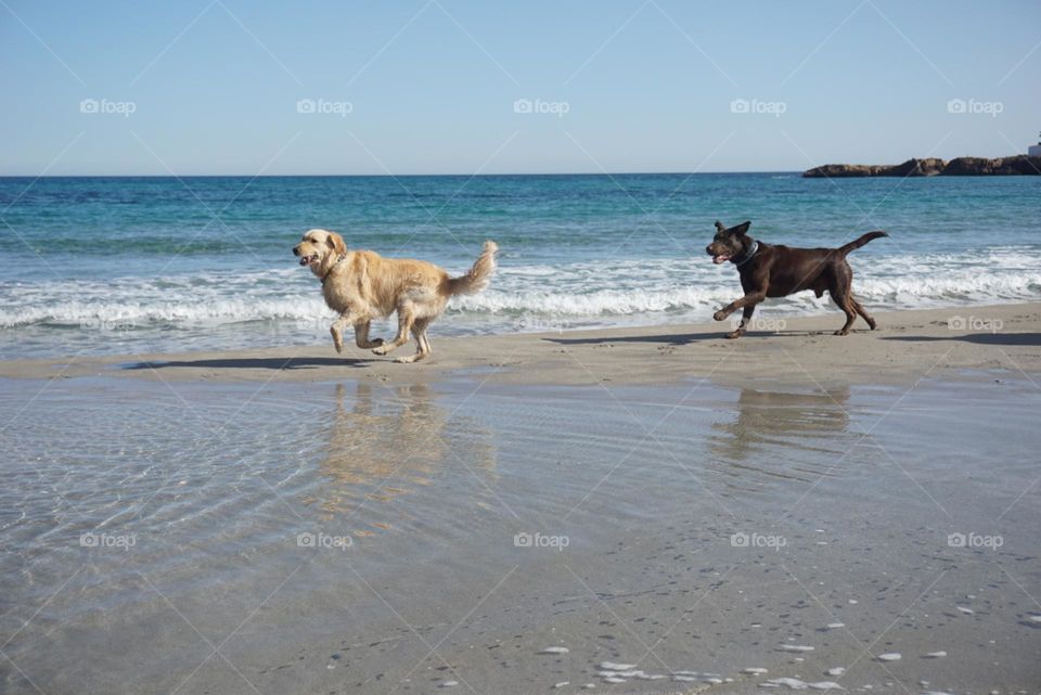 Beach#dogs#play#run#sea#happy