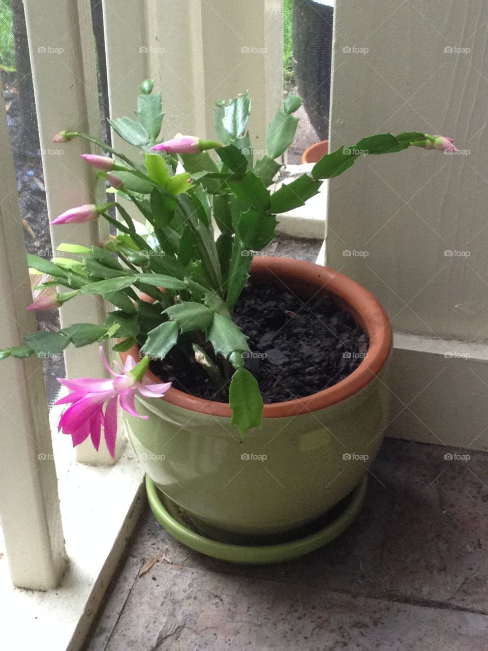 Christmas cactus