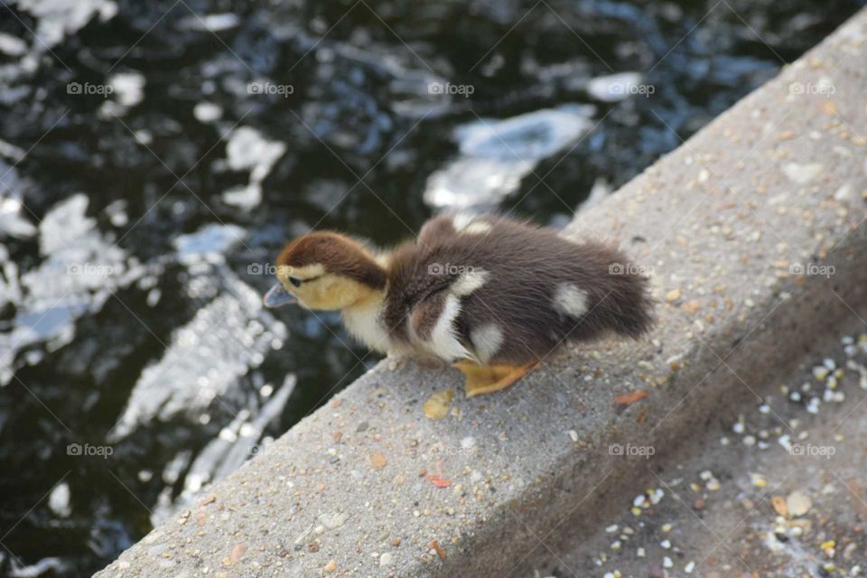 duckling jumping