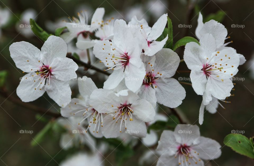 Spring flowers