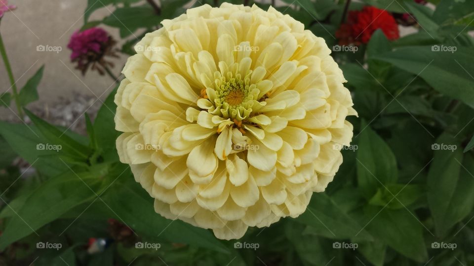 Lemonade Zinnia