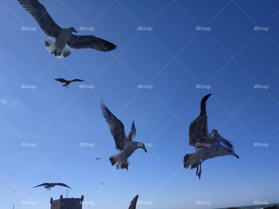 Flock of seagulls flying cross the sky at essaouira city in Morocco.