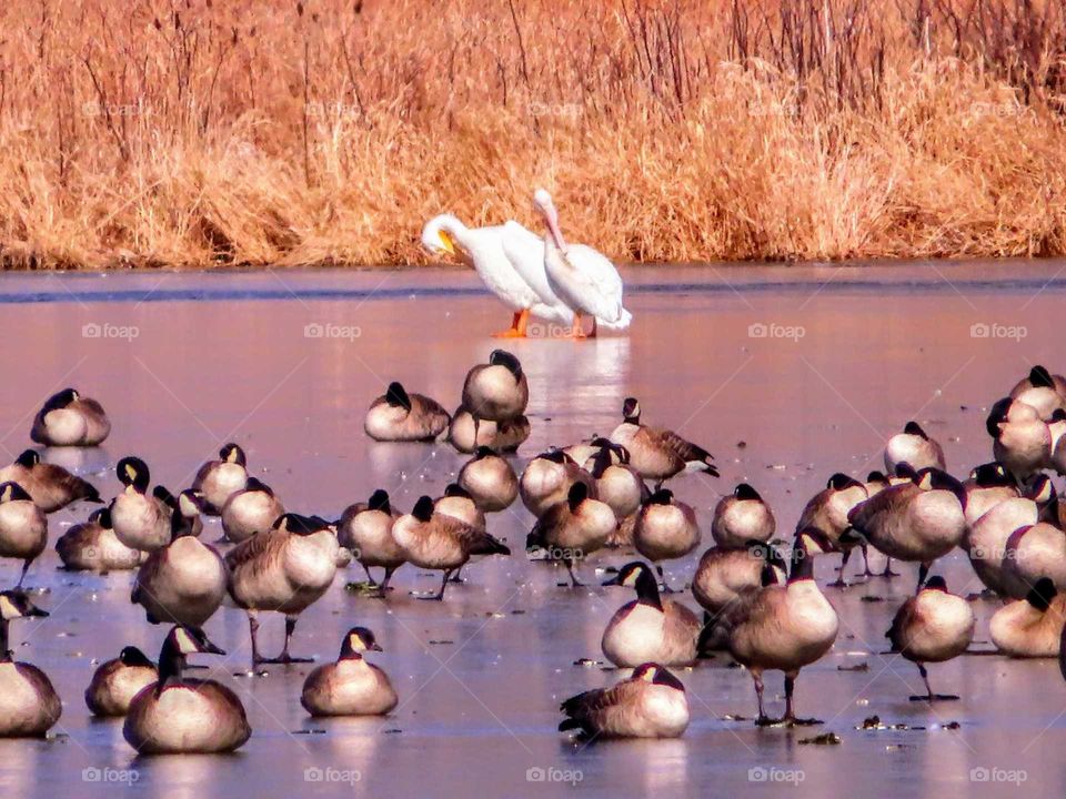 Pretty Evening at the Frozen Lake with Wildlife Galore "Birds A Plenty"