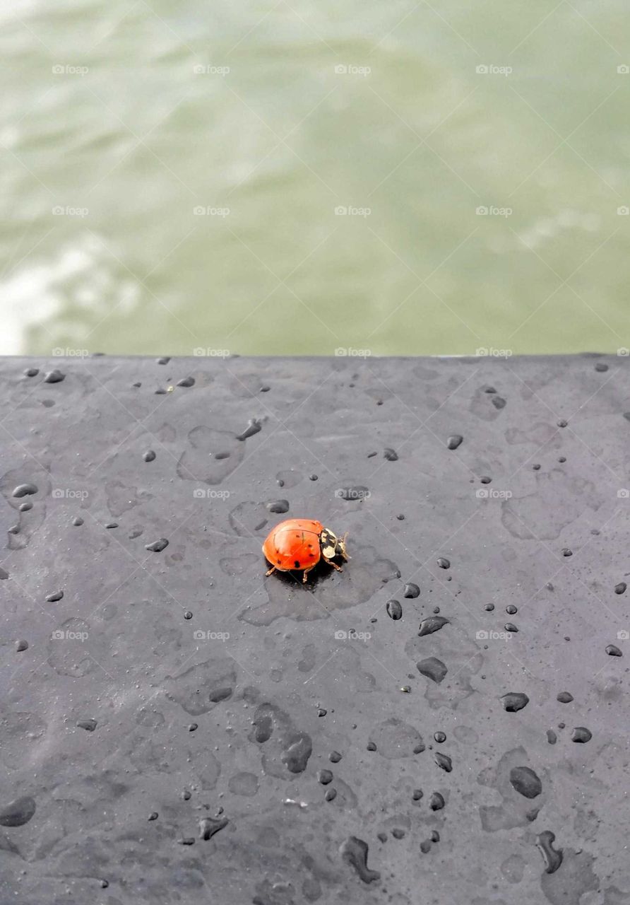 Close-up of a ladybug on a boat with water drops