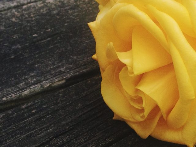 Yellow roses on wooden planks