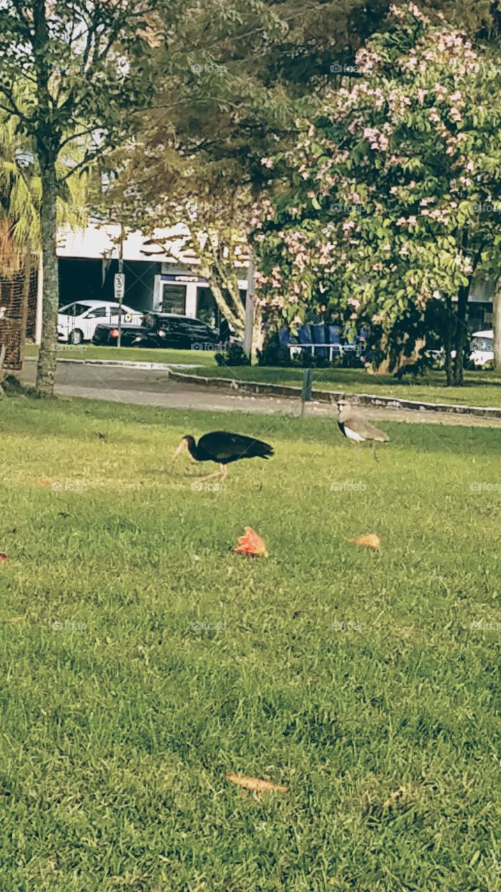 Parque central Pássaros .