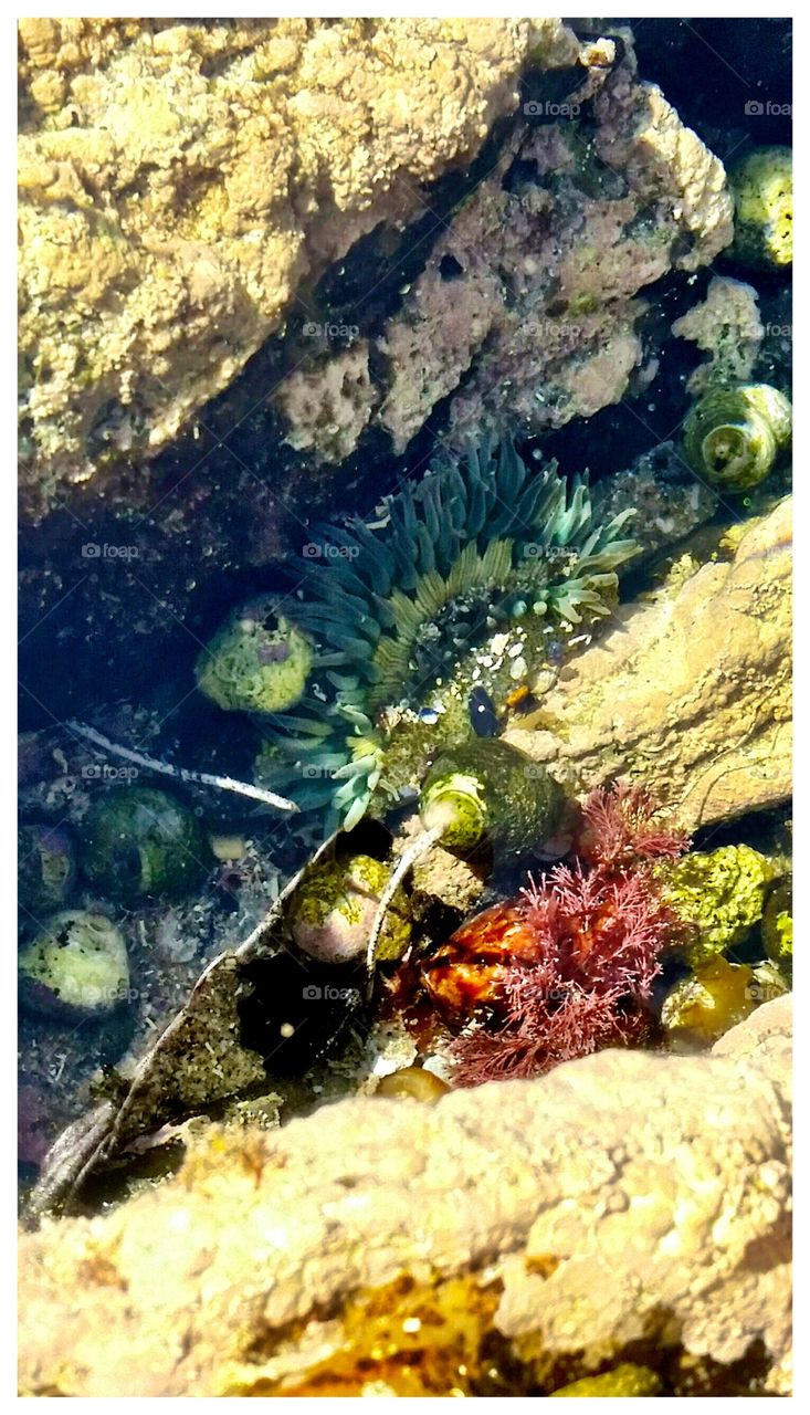 Underwater sea creatures