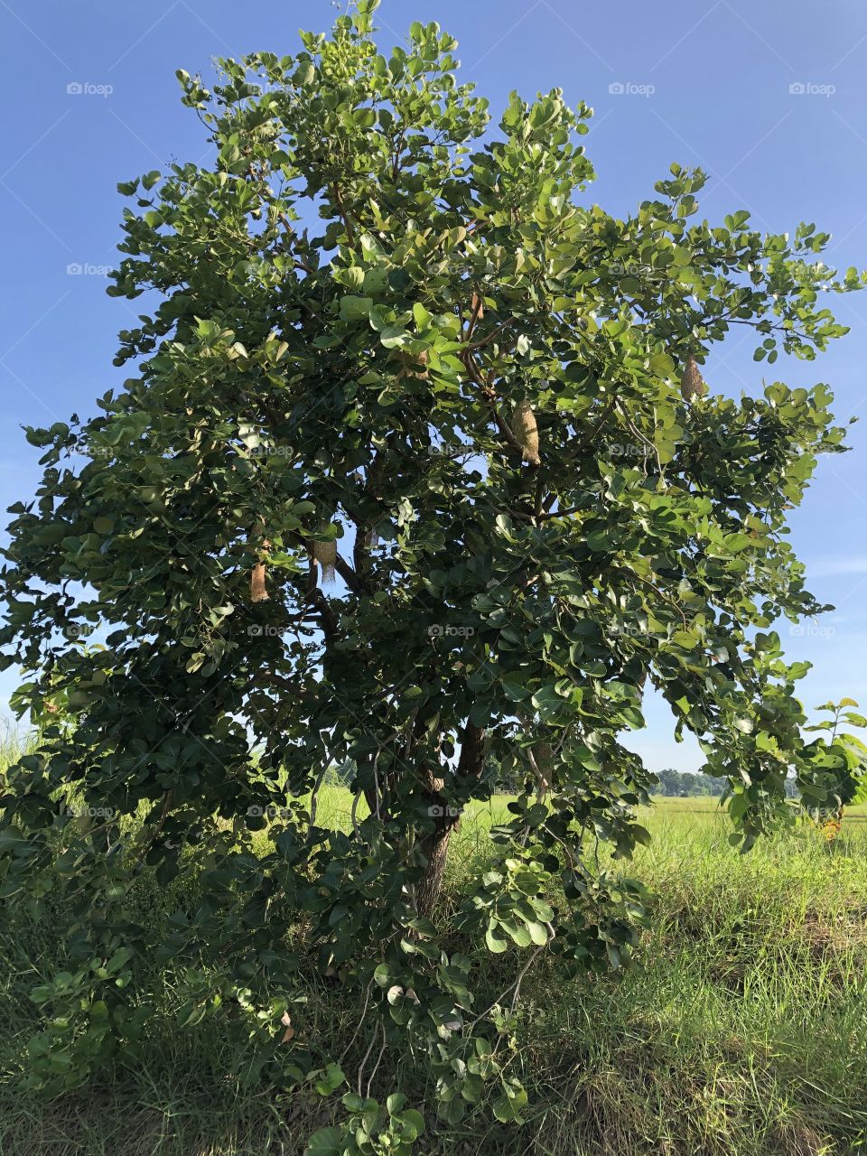 The signs of nature, Countryside ( my garden)