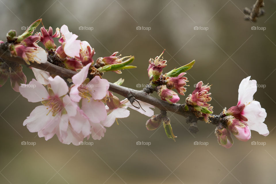 Pink flowers blooming on tree