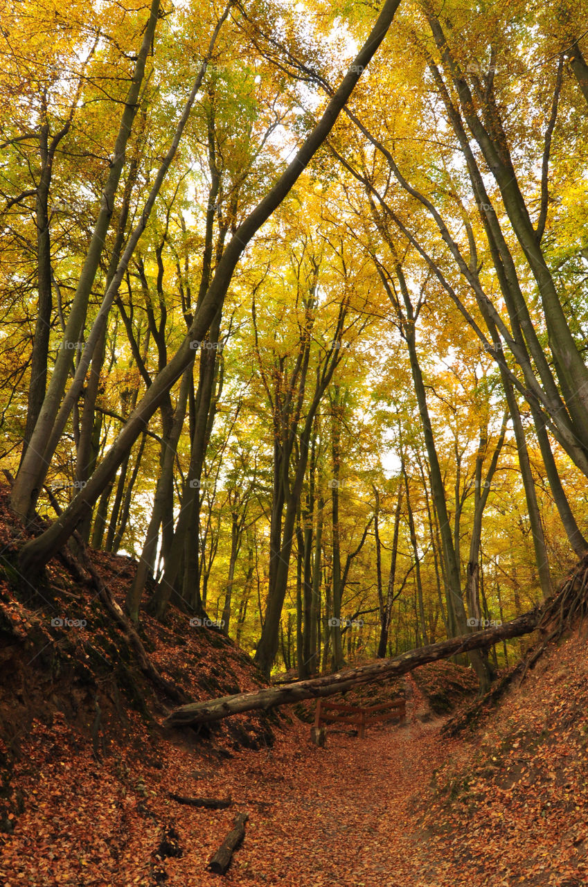 Wood, Leaf, Tree, Fall, Nature
