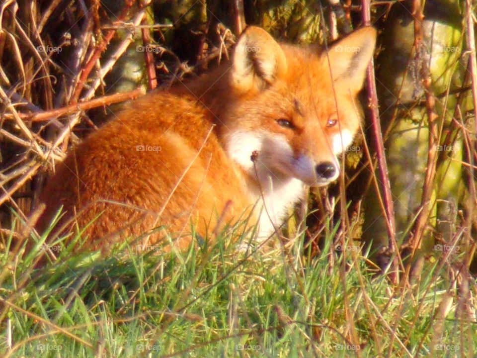 Fuchs genießt die Sonnenstrahlen auf der Wiese