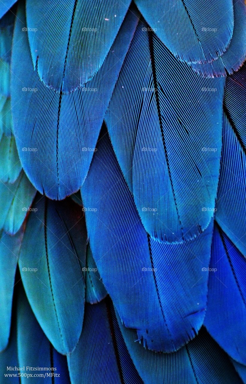 Blue Feathers