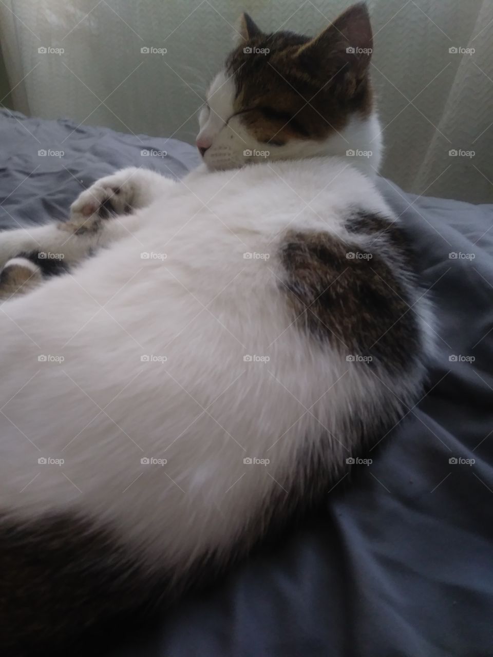 my kitten named marshmallow