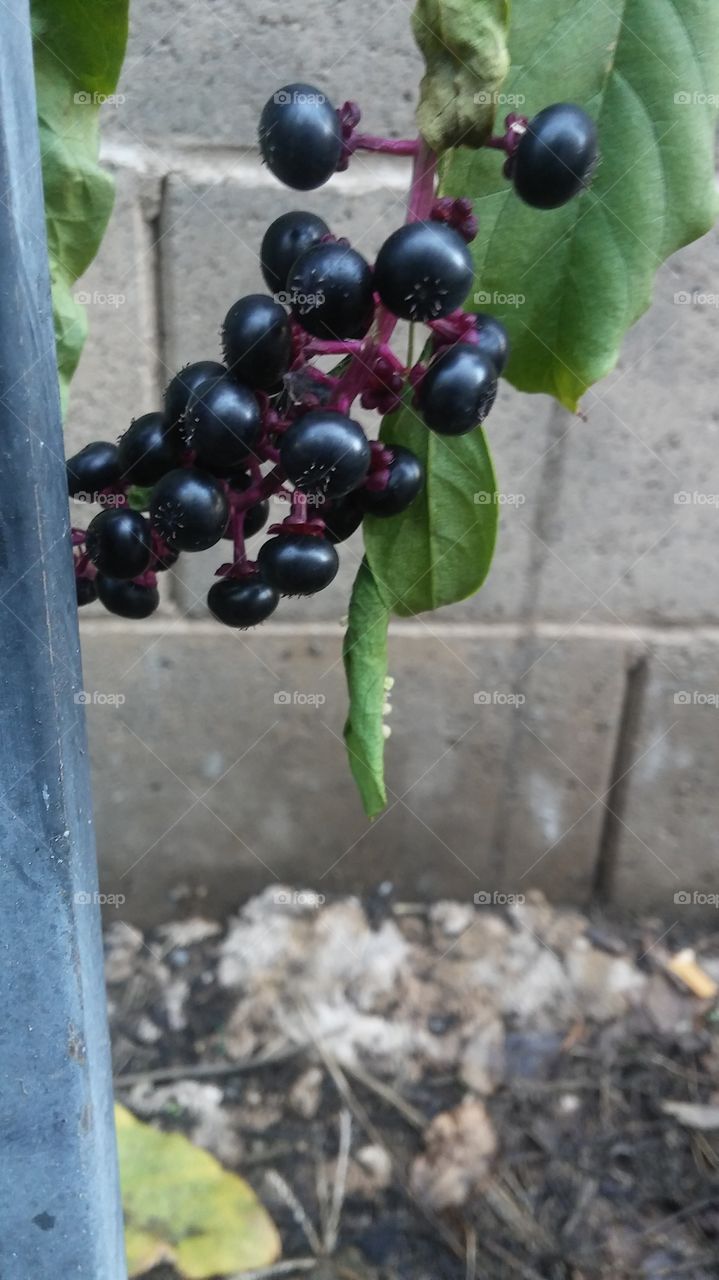 berries