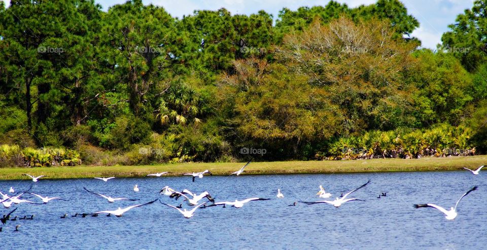 Pelicans life