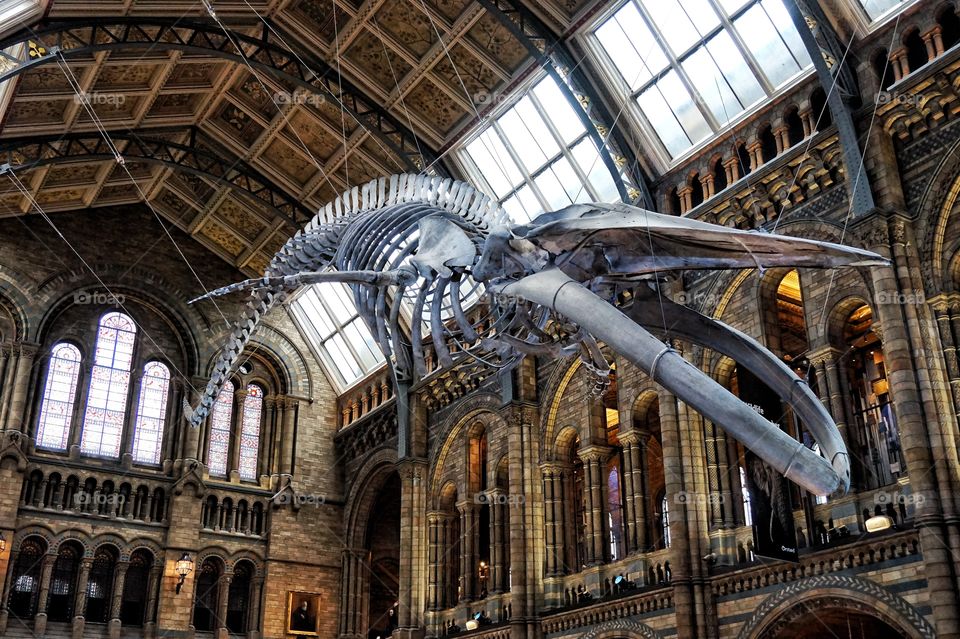 A Whalecome  at Natural History Museum of London