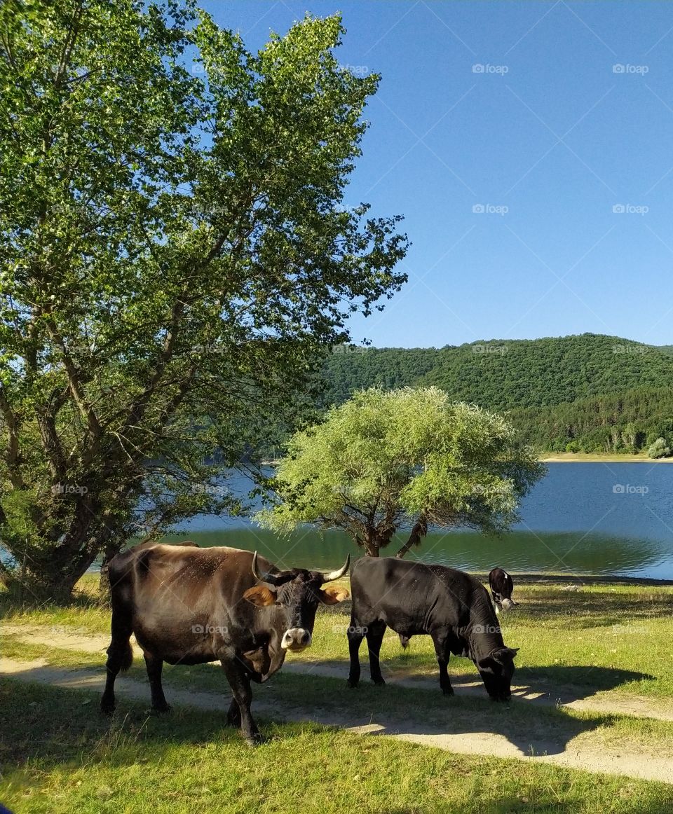 Cow and Young Bull Grazing Grass by the Lake
