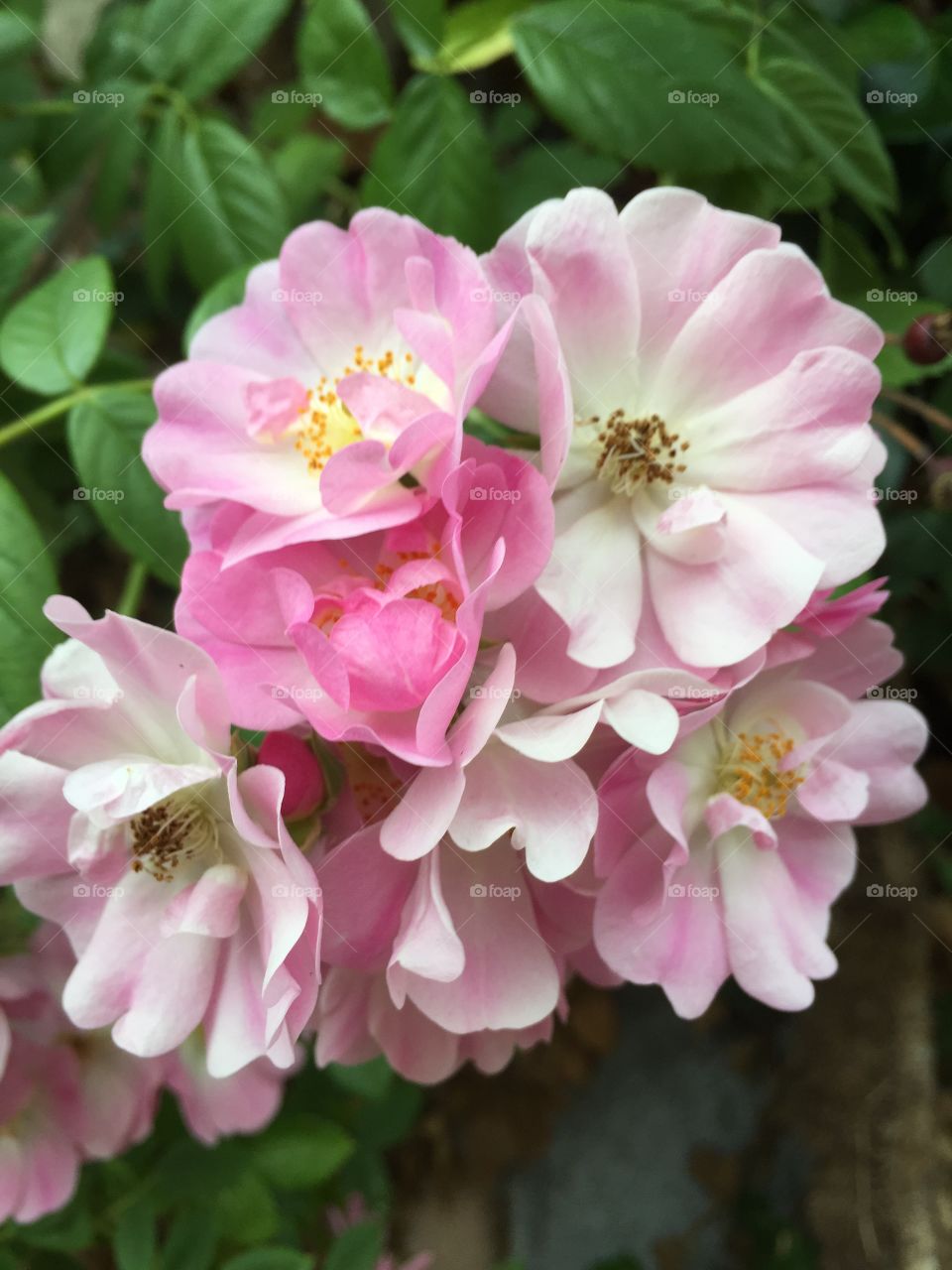 Roses in full-bloom