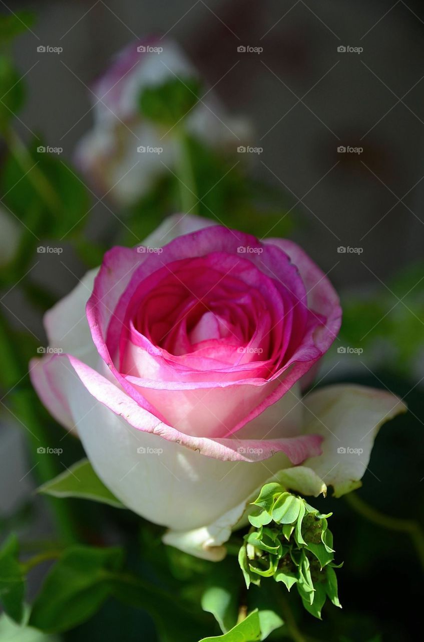 Pink and white rose