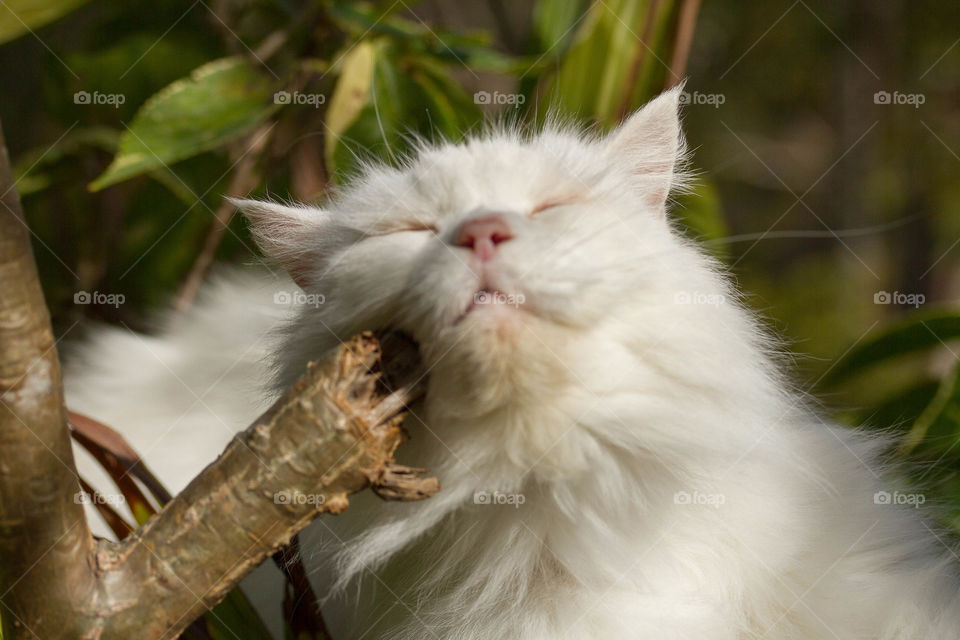 Close-up of a cat resting