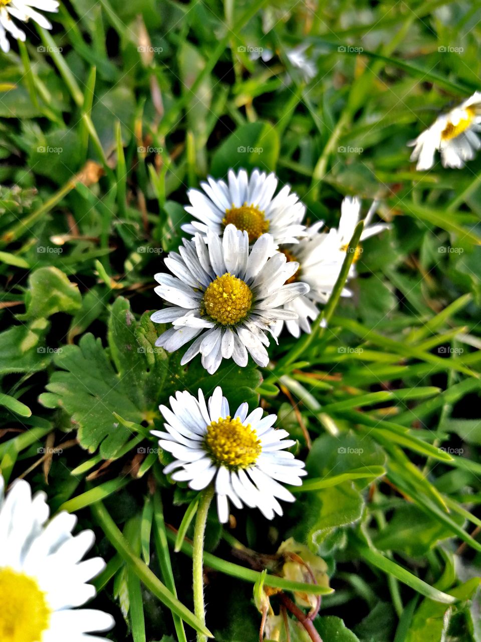 Daisy HDR